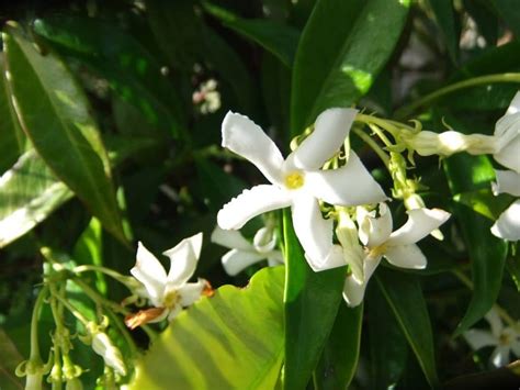 flor jazmin|El Significado de la Flor de Jazmín: Amor, Belleza